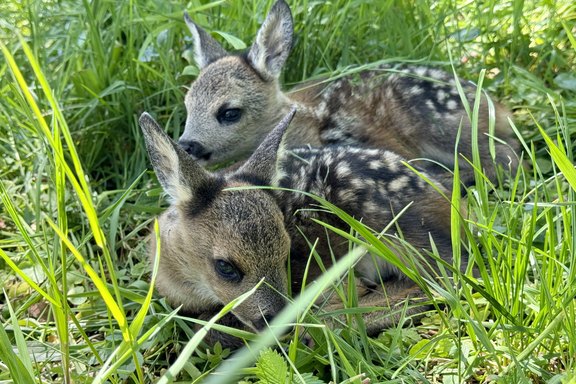 Rehkitz Versteck im Gras Rehkitz Versteck im Gras